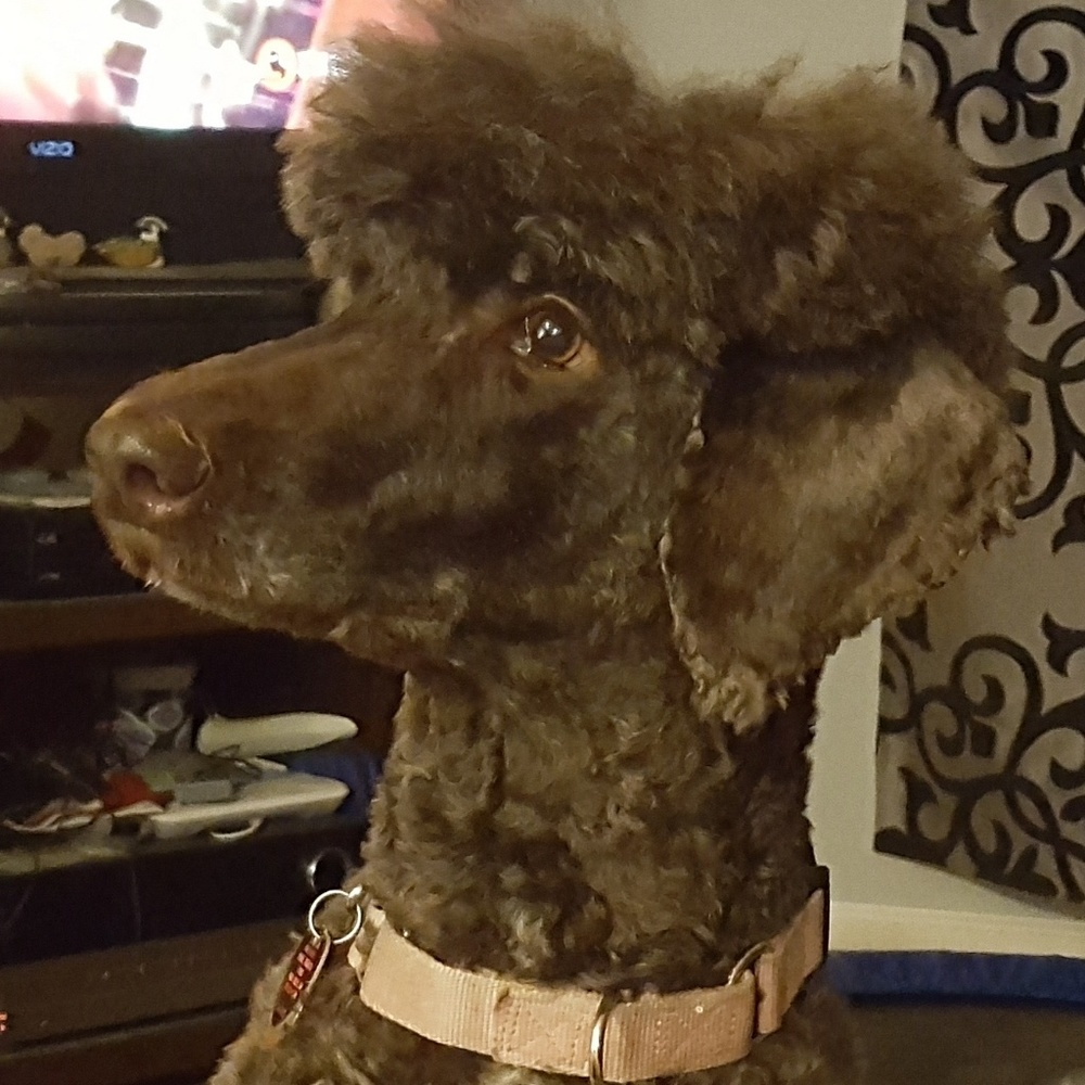 Meet your Posher, Callie